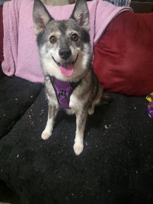 MAIKOH - Husky / Pomeranian available for adoption