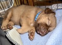 Felicie- Belles & Beau Litter - Photo 6