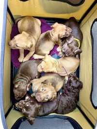 Felicie- Belles & Beau Litter - Photo 4