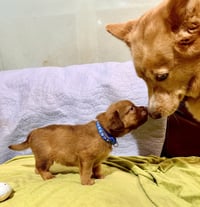Felicie- Belles & Beau Litter - Photo 3