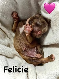 Felicie- Belles & Beau Litter - Photo 8
