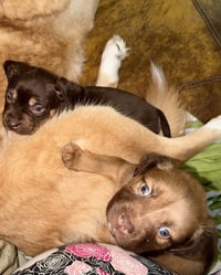 Felicie- Belles & Beau Litter - Photo 5