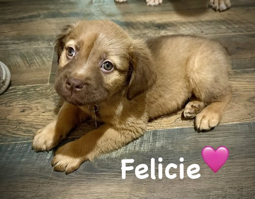FELICIE- BELLES & BEAU LITTER - American Staffordshire Terrier available for adoption