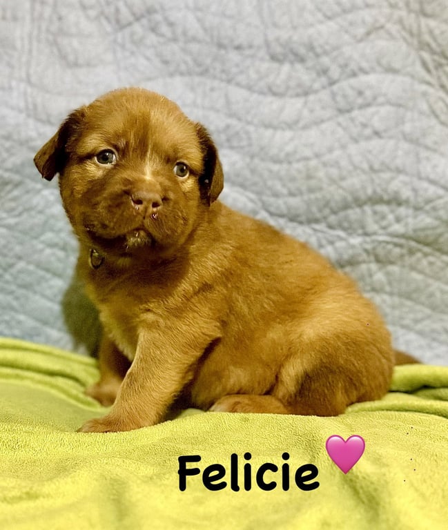 Felicie- Belles & Beau Litter Image