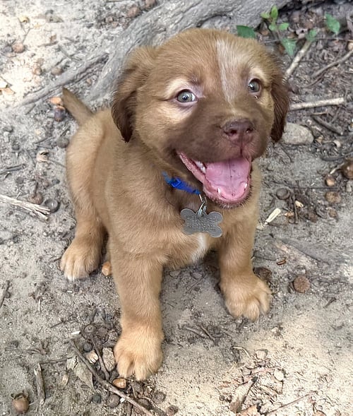 FELICIE- BELLES & BEAU LITTER - American Staffordshire Terrier available for adoption