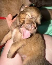 Felicie- Belles & Beau Litter - Photo 7
