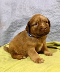 Felicie- Belles & Beau Litter - Photo 2