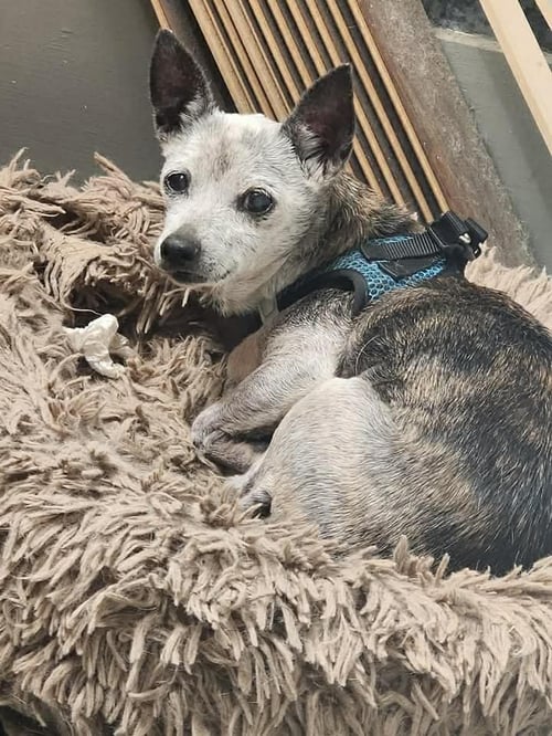 TAIMA - Rat Terrier / Chihuahua available for adoption