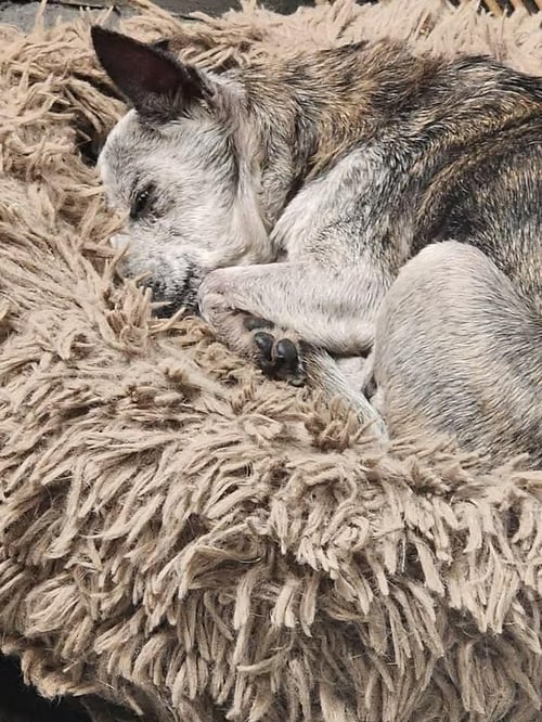 TAIMA - Rat Terrier / Chihuahua available for adoption