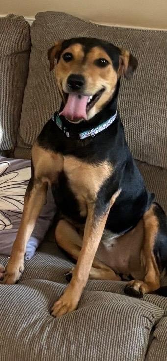 ANNIEBELLE LEE - Hound / Shepherd available for adoption