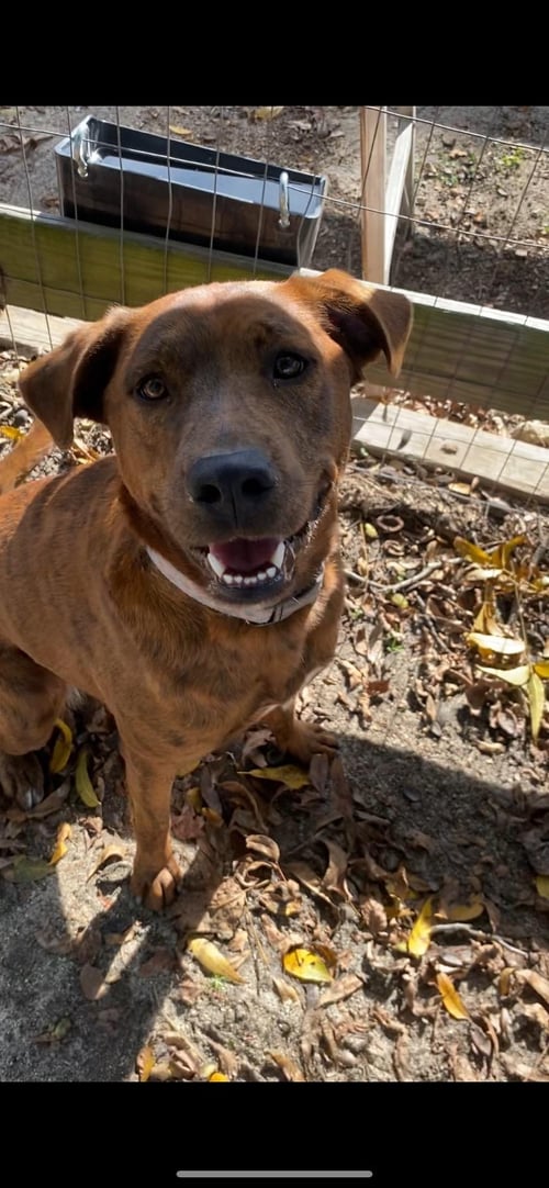 SASSY - Hound available for adoption