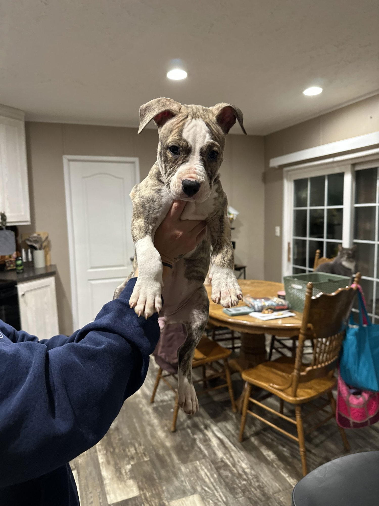 COMET - American Staffordshire Terrier available for adoption