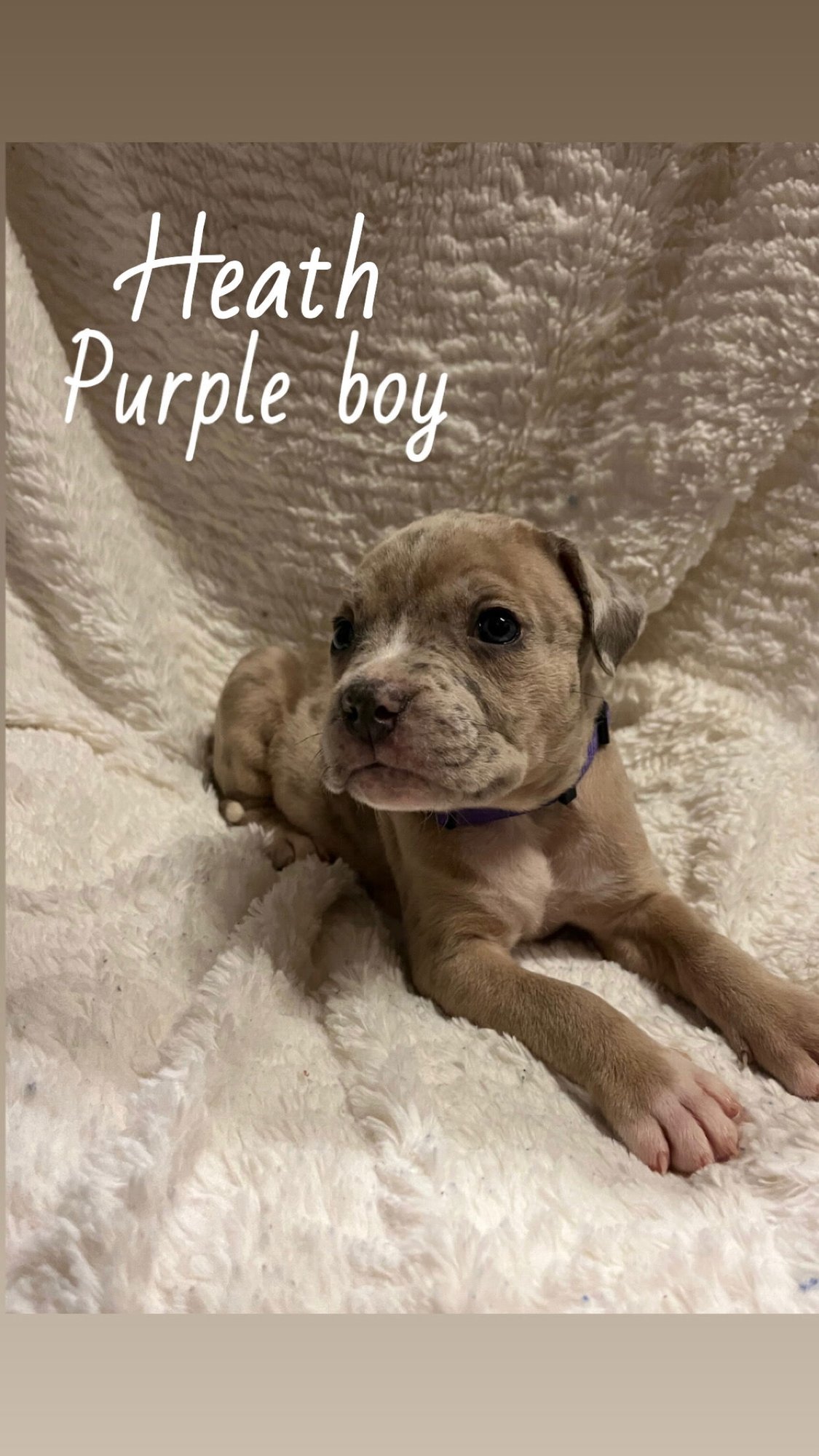 HEATH - THE LOYAL-TREE LITTER - Boxer / Terrier available for adoption