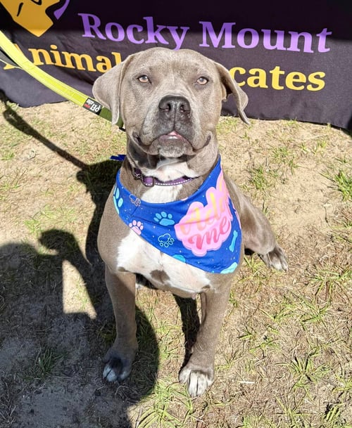 LIL MAMA - American Pit Bull Terrier / Labrador Retriever available for adoption