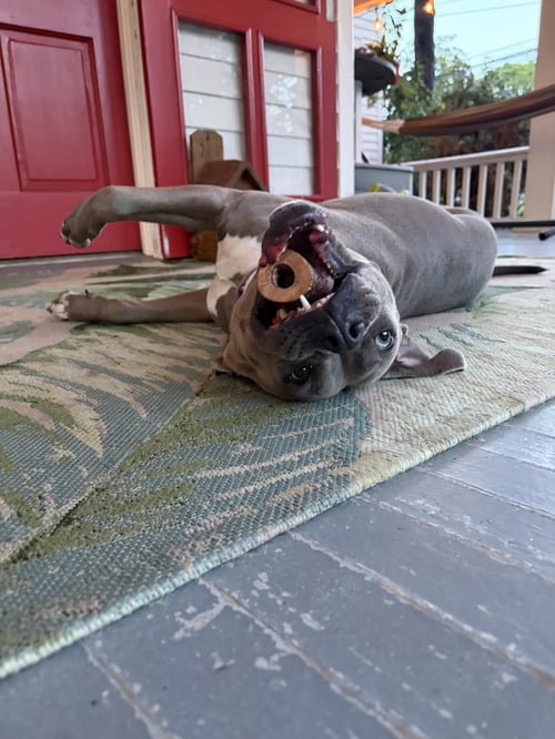 LIL MAMA - American Pit Bull Terrier / Labrador Retriever available for adoption