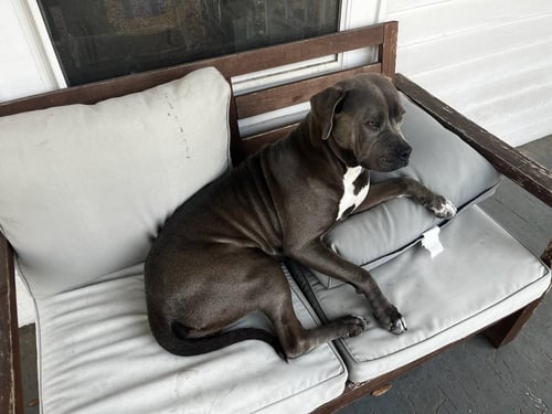 LIL MAMA - American Pit Bull Terrier / Labrador Retriever available for adoption