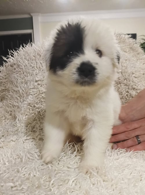 OLAF - DISNEY LITTER - Great Pyrenees / Anatolian Shepherd available for adoption
