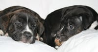 Willow- Brynns litter - Photo 8