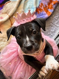 Willow- Brynns litter - Photo 7