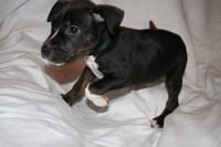 Willow- Brynns litter - Photo 10