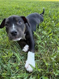 Willow- Brynns litter - Photo 2