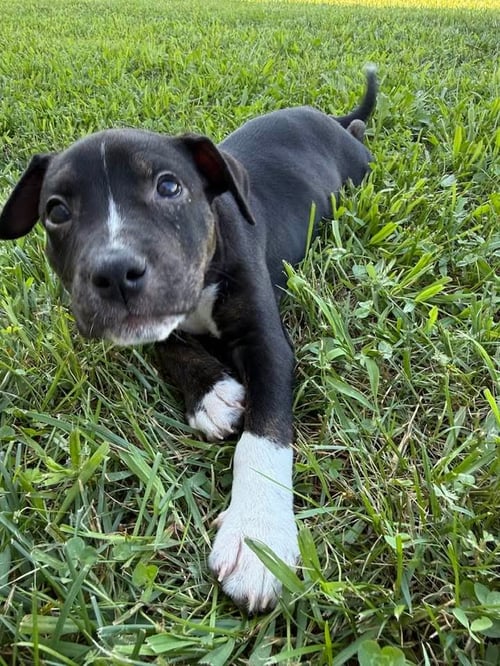 WILLOW- BRYNNS LITTER - American Staffordshire Terrier available for adoption