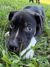 Willow- Brynns litter - Photo 3