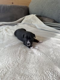 Willow- Brynns litter - Photo 9