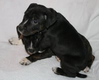 Willow- Brynns litter - Photo 5