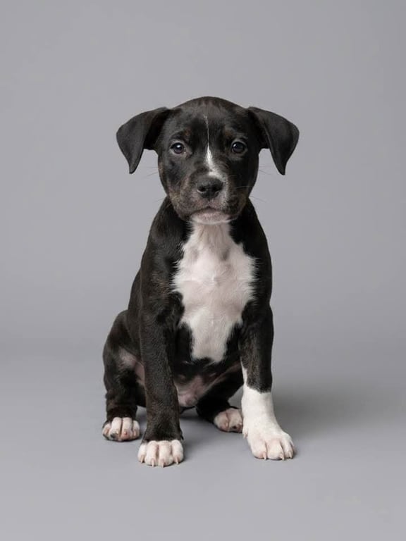 Willow- Brynns litter Image