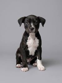 Willow- Brynns litter - Photo 1
