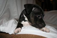 Willow- Brynns litter - Photo 12