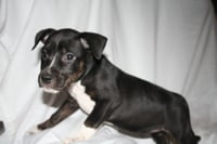 Willow- Brynns litter - Photo 13
