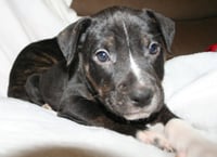 Willow- Brynns litter - Photo 6