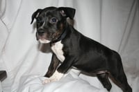 Willow- Brynns litter - Photo 14