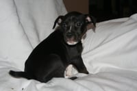 Willow- Brynns litter - Photo 11