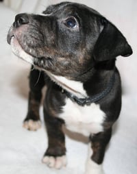 Willow- Brynns litter - Photo 4
