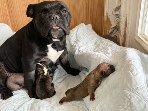 MIDNIGHT - English Bulldog / Pit Bull Terrier available for adoption