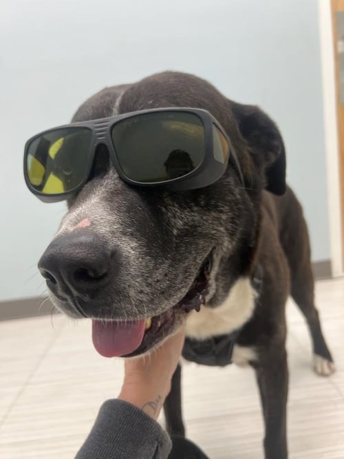 WALTON - Plott Hound available for adoption