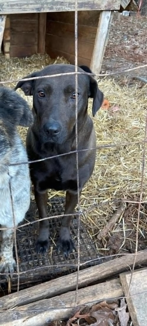 MIA (COURTESY) - Labrador Retriever available for adoption