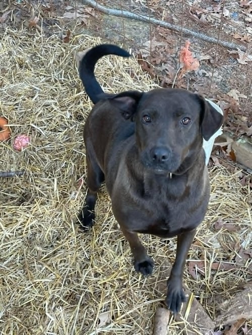 MIA (COURTESY) - Labrador Retriever available for adoption