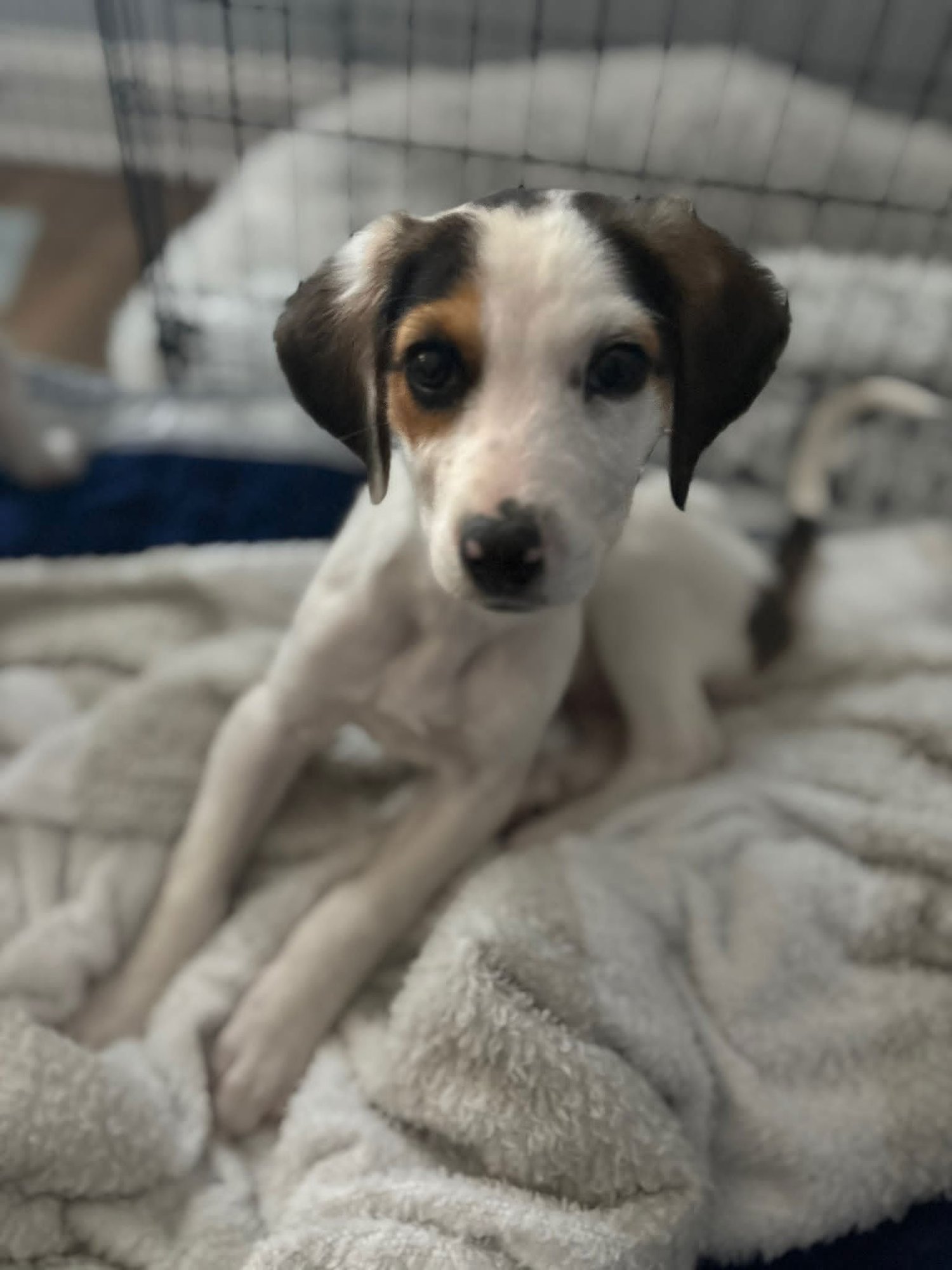 RACHEL - Beagle / Hound available for adoption