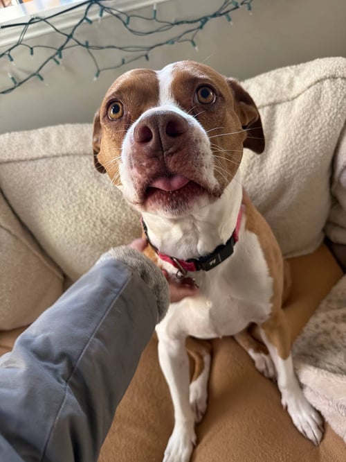 EMMA - American Staffordshire Terrier available for adoption