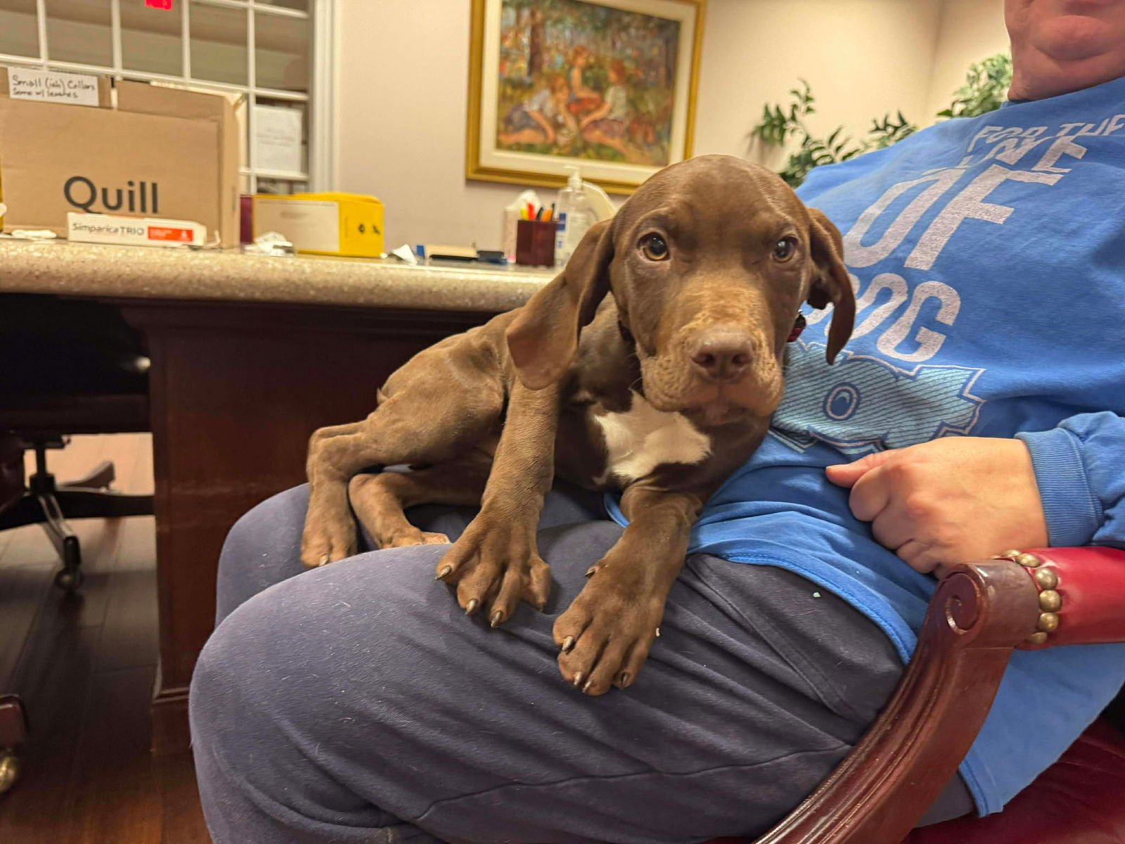 JUSTICE - Labrador Retriever available for adoption