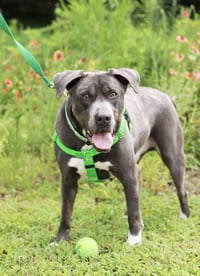 Cooper - Photo 10