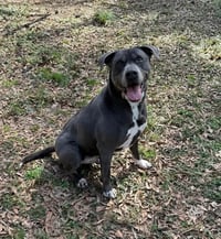 Cooper - Photo 20