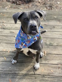 Cooper - Photo 13
