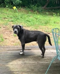 Cooper - Photo 21