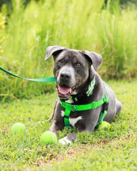 Cooper - Photo 1
