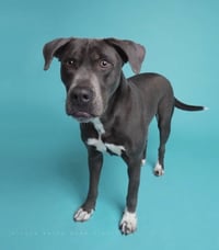 Cooper - Photo 15